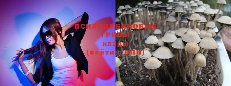 Псилоцибиновые грибы Psilocybe  нарко площадка какой сайт  Боровск 